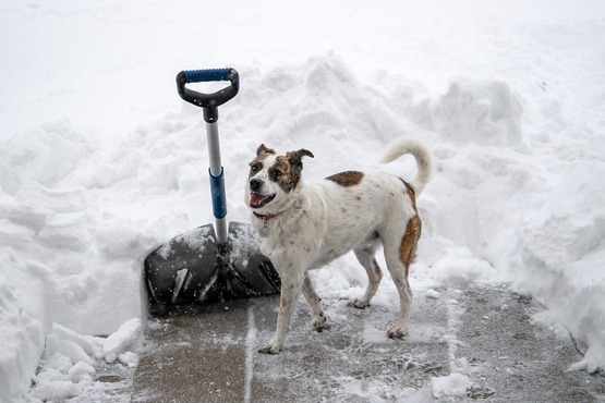 snow-shovel-4658403_1920.jpg